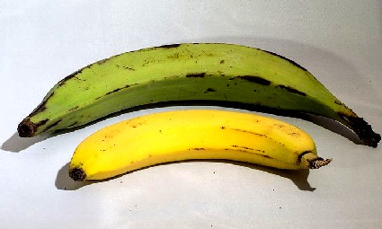 Plantain and Banana